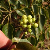Ficus arnottiana (Miq.) Miq.